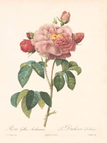 Redouté Les Roses Pl. 128 The "Duchess of Orleans"