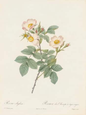 Redouté Les Roses Pl. 129 Rosa Stylosa