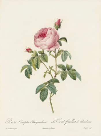 Redouté Les Roses Pl. 130 Cabbage Rose "Petite de Hollande"