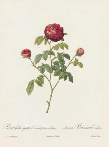 Redouté Les Roses Pl. 131 Variety of French Rose or Cabbage Rose