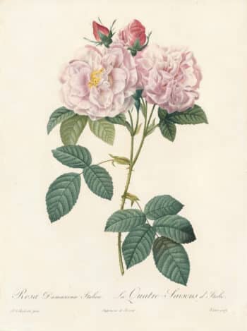 Redouté Les Roses Pl. 132 Variety of Damask Rose