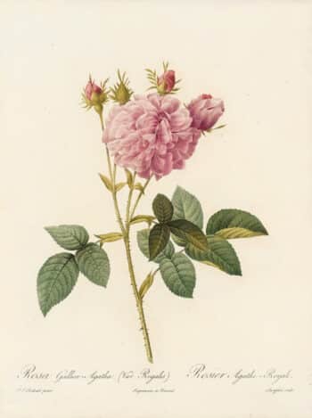 Redouté Les Roses Pl. 136 French Rose Hybrid