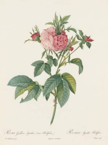 Redouté Les Roses Pl. 137 Variety of French Rose