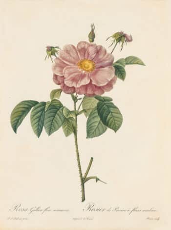 Redouté Les Roses Pl. 138 Marbled variety of French Rose