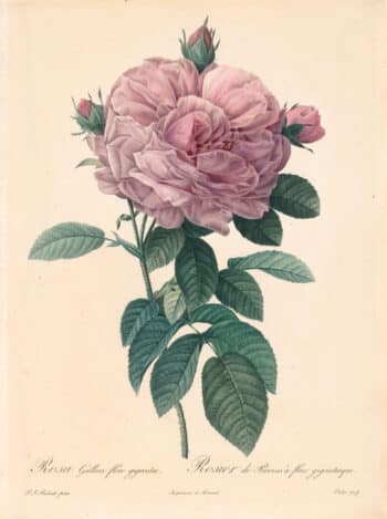 Redouté Les Roses Pl. 140 Large-flowered variety of French Rose