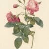 Redouté Les Roses Pl. 155 Boursault Rose