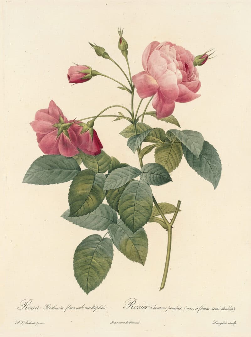 Redouté Les Roses Pl. 155 Boursault Rose