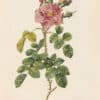 Redouté Les Roses Pl. 158 Variegated variety of Autumn Damask Rose