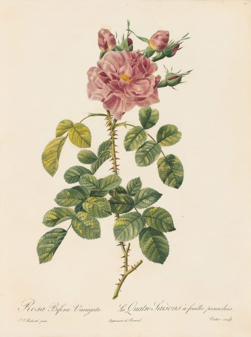 Redouté Les Roses Pl. 158 Variegated variety of Autumn Damask Rose