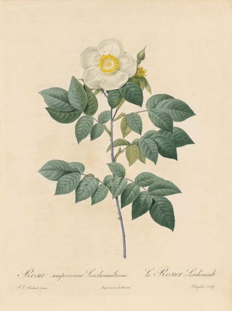 Redouté Les Roses Pl. 159 Variety of Evergreen Rose