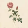 Redouté Les Roses Pl. 161 Autumn-flowering Variety of China Rose
