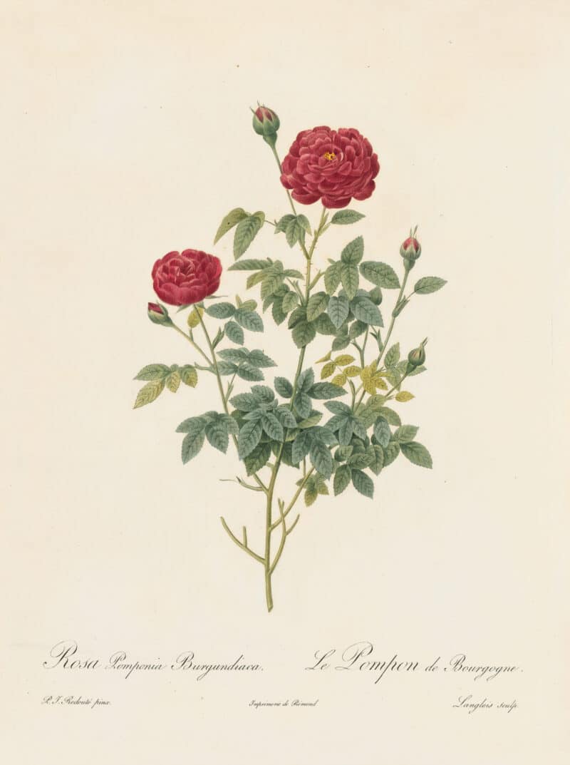 Redouté Les Roses Pl. 169 Cabbage Rose 'Burgundian Rose'