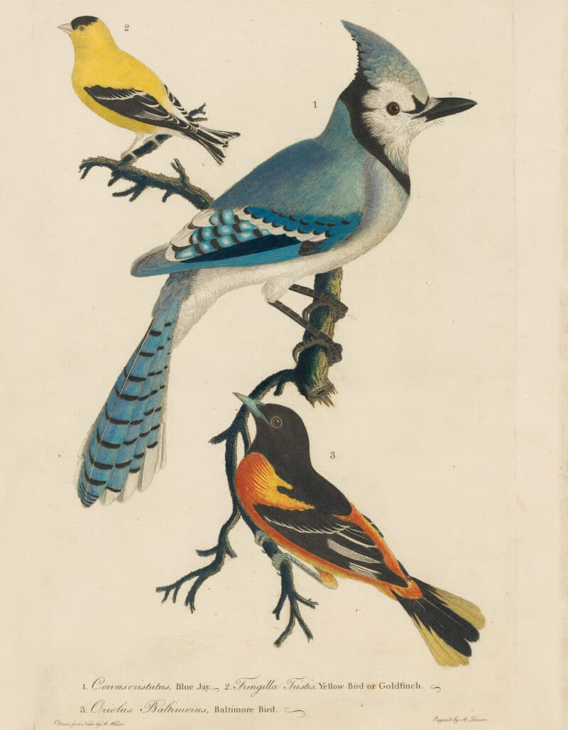 Wilson Pl. 1 Blue Jay; Yellow Bird or Goldfinch; Baltimore Bird