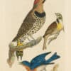 Wilson Pl. 3 Gold-winged Woodpecker; Black-throated Bunting; Blue Bird