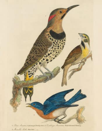 Wilson Pl. 3 Gold-winged Woodpecker; Black-throated Bunting; Blue Bird