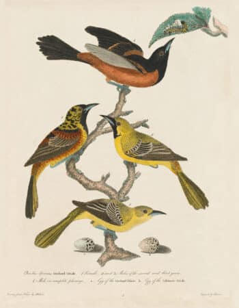 Wilson Pl. 4 Orchard Oriole