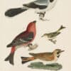 Wilson Pl. 5 Great American Shrike, or Butcher Bird; Pine Grosbeak; Ruby-crown'd Wren; Shore Lark