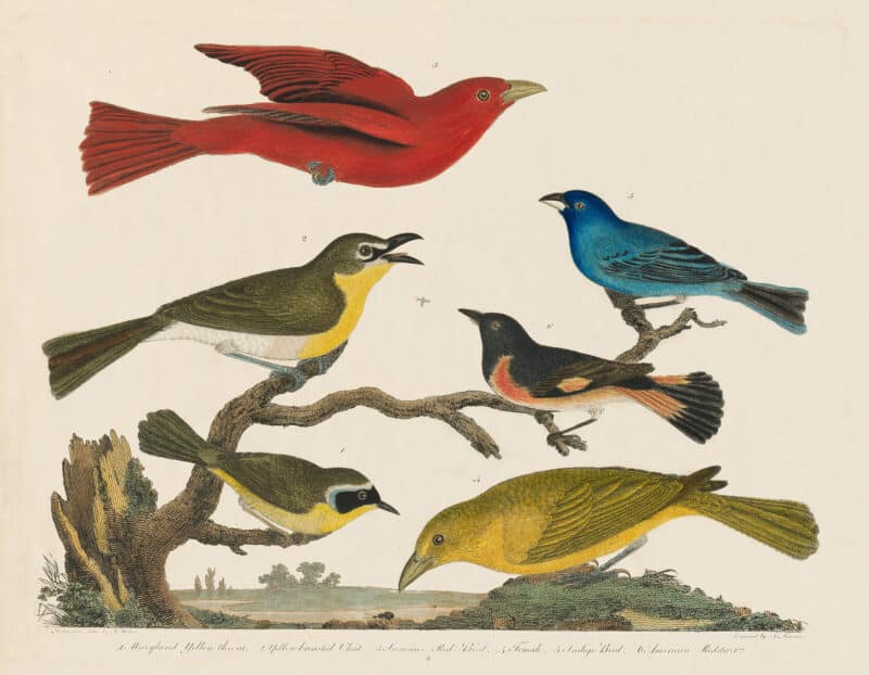 Wilson Pl. 6 Maryland Yellow throat; Yellow breasted Chat; Summer Red Bird; Indigo Bird; American Redstart