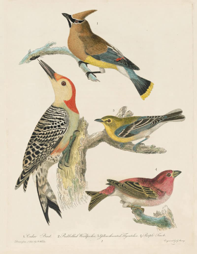 Wilson Pl. 7 Cedar Bird; Redbellied Woodpecker; Yellow-throated Flycatcher; Purple Finch