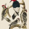 Wilson Pl. 9 Red-headed Woodpecker; Yellow-bellied W.; Hairy W.; Downy W.
