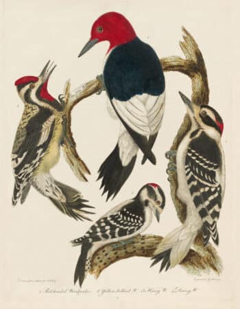 Wilson Pl. 9 Red-headed Woodpecker; Yellow-bellied W.; Hairy W.; Downy W.