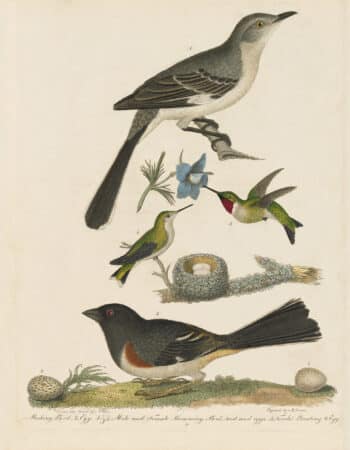 Wilson Pl. 10 Mocking Bird; Male and Female Humming Bird; Towhé Bunting