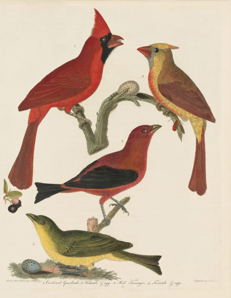Wilson Pl. 11 Cardinal Grosbeak; Red Tanager