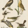 Wilson Pl. 12 Rice Bunting; Red-eyed Flycatcher; Marsh Wren; Great Carolina Wren; Yellow-throat Warbler