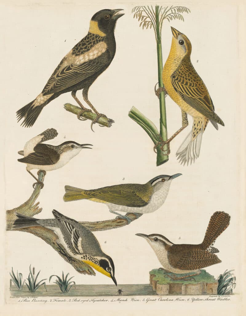 Wilson Pl. 12 Rice Bunting; Red-eyed Flycatcher; Marsh Wren; Great Carolina Wren; Yellow-throat Warbler