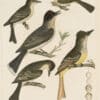 Wilson Pl. 13 Tyrant Flycatcher; Great crested F.; Small green Crested F.; Pe-we F.; Wood Pe-we F.