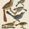 Wilson Pl. 14 Brown Thrush; Golden-crowned Th.; Cat Bird; Bay-breasted Warbler; Chestnut-sided W.; Mourning W.