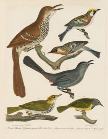 Wilson Pl. 14 Brown Thrush; Golden-crowned Th.; Cat Bird; Bay-breasted Warbler; Chestnut-sided W.; Mourning W.
