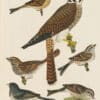 Wilson Pl. 16 American Sparrow Hawk; Field Sparrow; Tree Sp.; Song Sp.; Chipping Sp.; Snow Bird