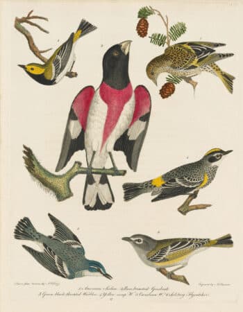 Wilson Pl. 17 American Siskin; Rose-breasted Grosbeak; Green black-throated Warbler; Yellow Rump W.; Cerulean W.; Solitary Flycatcher