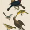 Wilson Pl. 18 Cow Bunting; Maryland Yellow throat; Blue grey Flycatcher; White-eyed F.