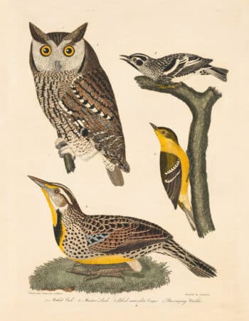 Wilson Pl. 19 Mottled Owl; Meadow Lark; Black and white Creeper; Pine-creeping Warbler