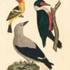 Wilson Pl. 20 Louisiana Tanager; L. Crow; L. Woodpecker