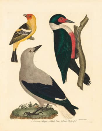 Wilson Pl. 20 Louisiana Tanager; L. Crow; L. Woodpecker