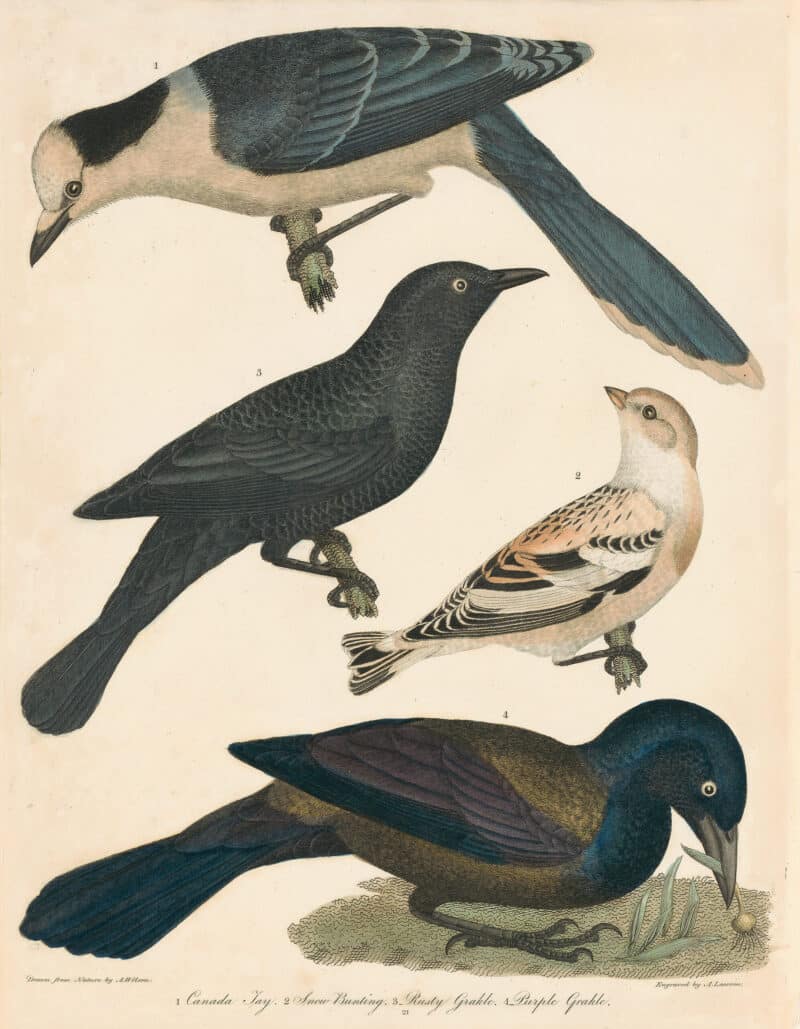 Wilson Pl. 21 Canada Jay; Snow Bunting; Rusty Grakle; Purple Grakle