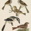 Wilson Pl. 22 Swamp Sparrow; White-throated Sp.; Savannah Sp.; Fox-coloured Sparrow.; Loggerhead Shrike