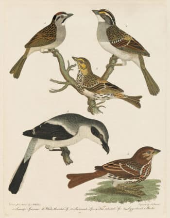Wilson Pl. 22 Swamp Sparrow; White-throated Sp.; Savannah Sp.; Fox-coloured Sparrow.; Loggerhead Shrike