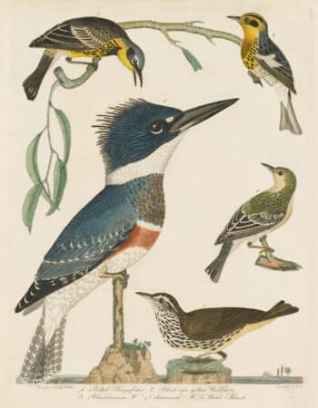Wilson Pl. 23 Belted Kingsfisher; Black and yellow Warbler; Blackburnian W.; Autumnal W.; Water Thrush