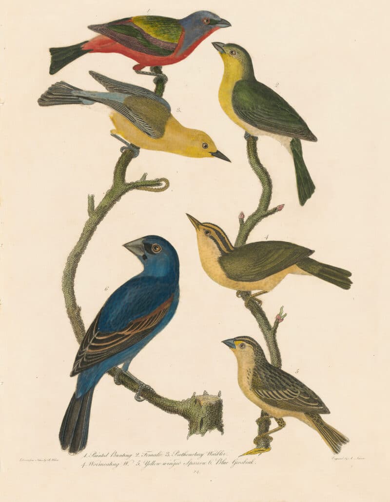 Wilson Pl. 24 Painted Bunting; Prothonotary Warbler; Worm-eating W.; Yellow-winged Sparrow; Blue Grosbeak