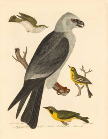 Wilson Pl. 25 Mississippi Kite; Tennessee Warbler; Kentucky W.; Prairie Warbler