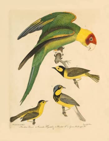 Wilson Pl. 26 Carolina Parrot; Canada Flycatcher; Hooded F.; Green, black-capt F.