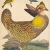 Wilson Pl. 27 Pinnated Grous; Blue-green Warbler; Nashville W.