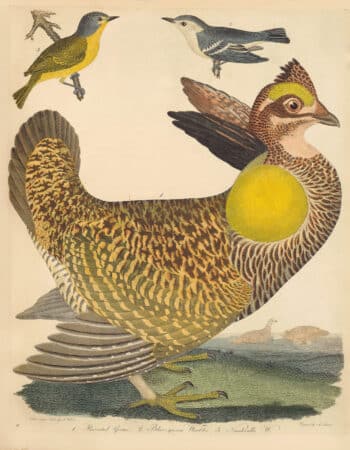 Wilson Pl. 27 Pinnated Grous; Blue-green Warbler; Nashville W.