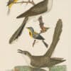 Wilson Pl. 28 Carolina Cuckoo; Black-billed C.; Blue Yellow-backed Warbler; Yellow Red-poll W.