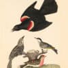 Wilson Pl. 30 Red-winged Starling; Black-poll Warbler; Lesser Red-poll
