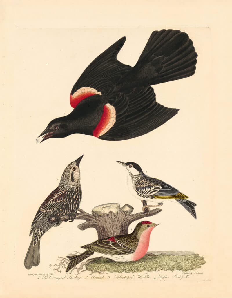 Wilson Pl. 30 Red-winged Starling; Black-poll Warbler; Lesser Red-poll